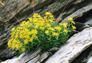Saxifraga aizoides